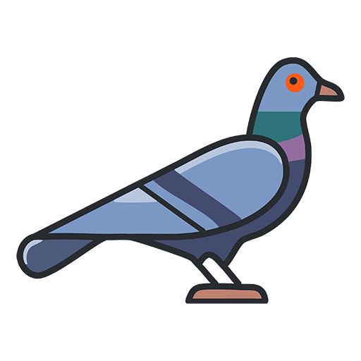 Pigeon
